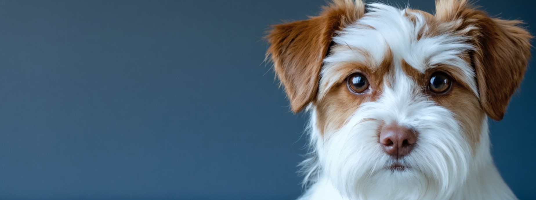 Pet Insurance Guide for Pet Owners – petinsurance.sivukuja.com